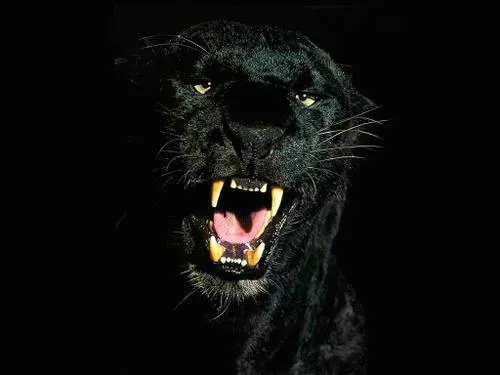 Necromorty: El Puma Negro (Relato De Terror) Necromorty: El Puma Negro (Relato De Terror)