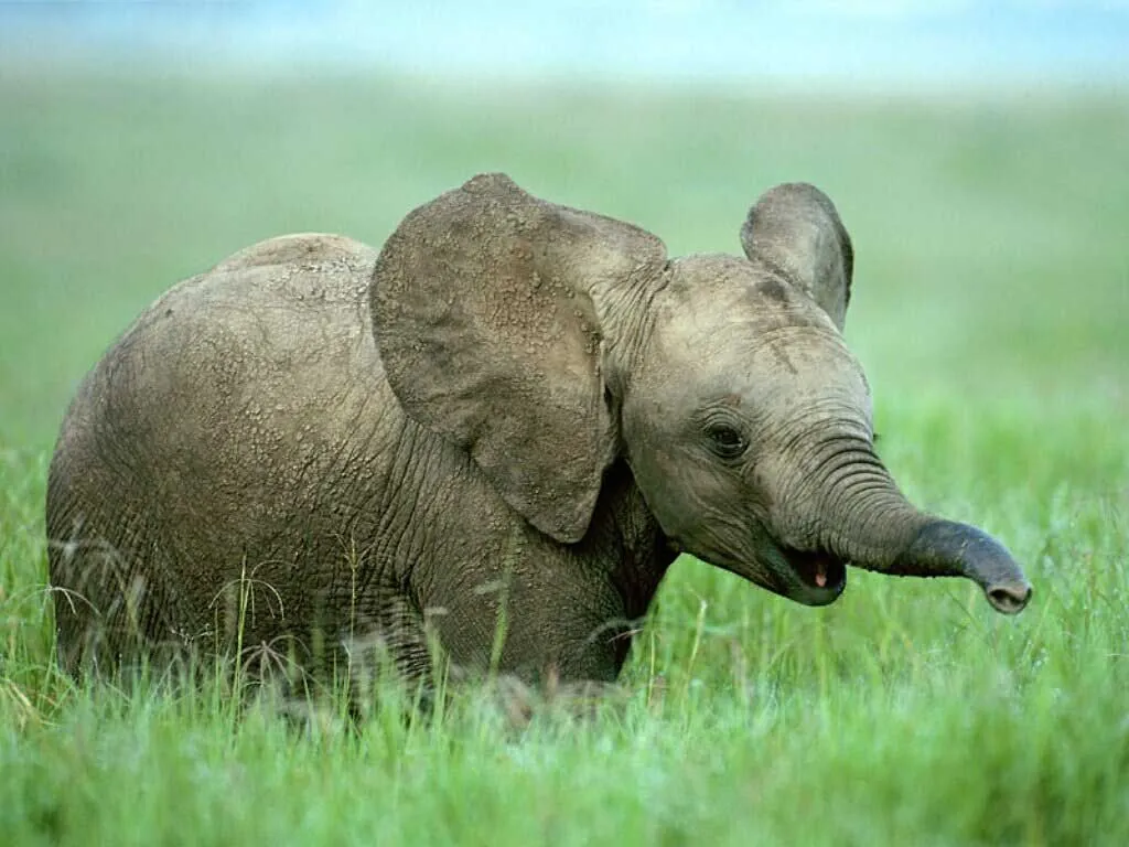Neeerd.com - Animales bebes tiernos