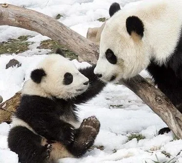 Tiernos osos panda bebés - Imagui