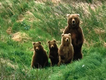 Negro Bear Cub Wallpaper Animales Osos Los animales - Wallpapers ... Negro Bear Cub Wallpaper Animales Osos Los animales - Wallpapers ...