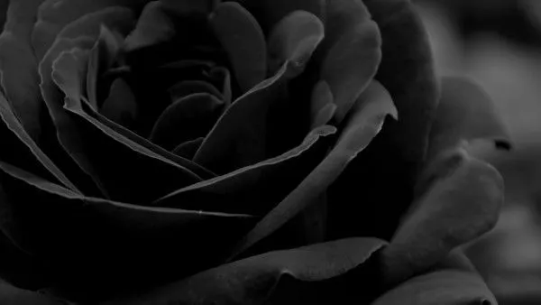 Todo negro y blanco. on Pinterest | Black Roses, Wallpapers and Html
