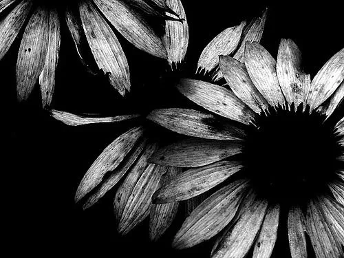 Blanco y negro - Imagui