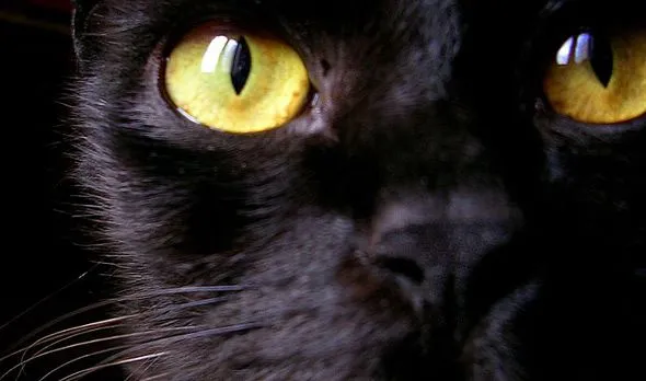 Negro « Proyectacolor