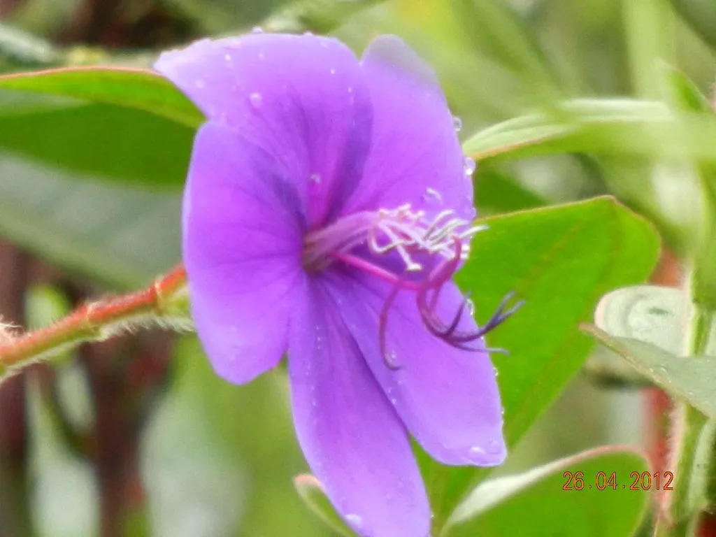 nesesito ayuda con su nombre porfa ... | Cuidar de tus plantas es ...