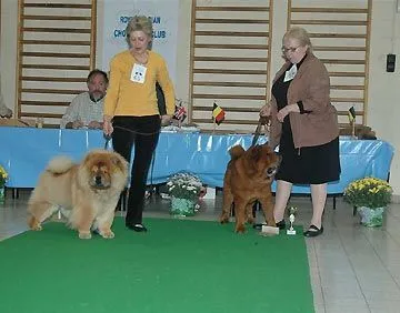 NetChows.com ShowNews - Chow-Chow Dog Show Results :: Belgium ...