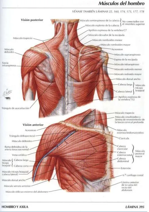 NETTER ANATOMÍA | Todo lo Bello y Digno de Alabanza NETTER ANATOMÍA | Todo lo Bello y Digno de Alabanza