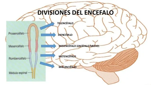 neuroanatoma-del-encfalo-3-638 ...