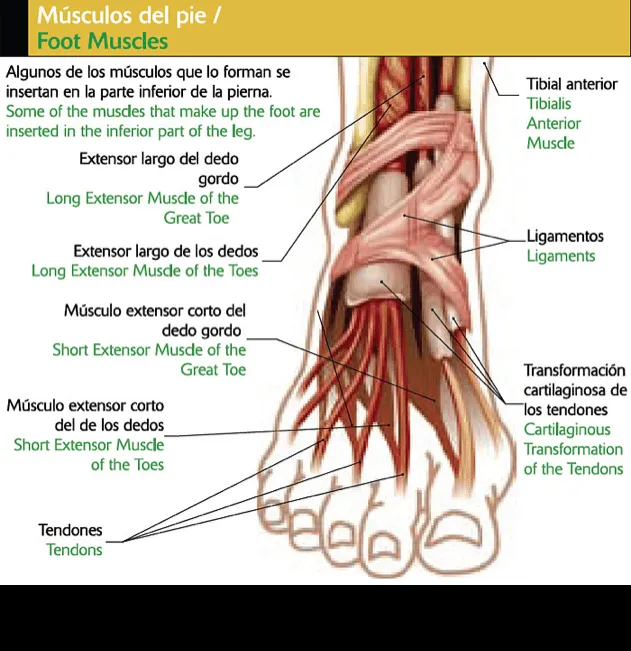 Neuroma de morton - Screen 4 on FlowVella - Presentation Software ... Neuroma de morton - Screen 4 on FlowVella - Presentation Software ...