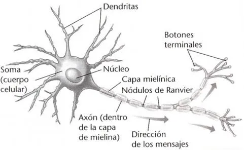 Neurona con sus partes para dibujar - Imagui