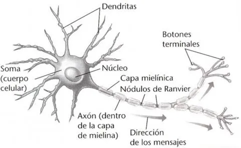 Neurona con sus partes para dibujar - Imagui Neurona con sus partes para dibujar - Imagui