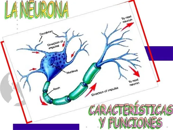 Neuronas