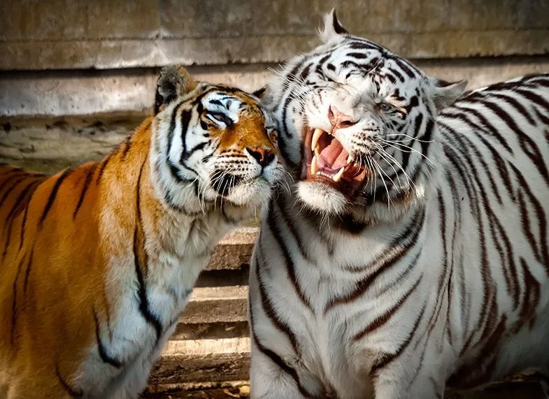 Neuronas de la amígdala nos conectan directamente con los animales ...