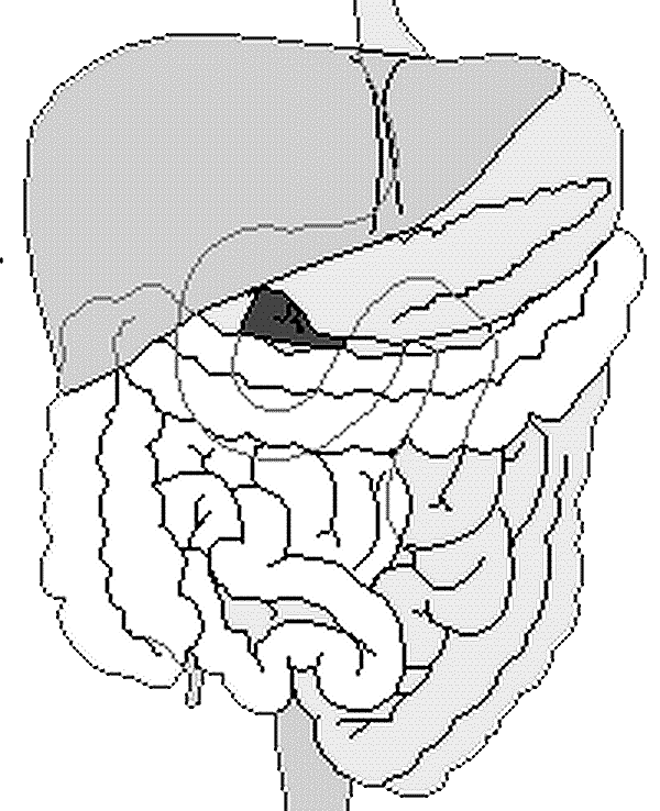 Neuroscience for Kids - Models