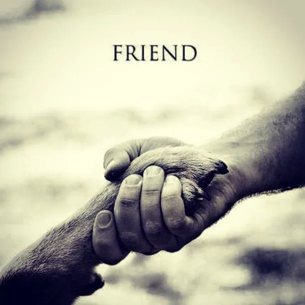 el mundo de los animales: EL PERRO EL MEJOR AMIGO DEL HOMBRE el mundo de los animales: EL PERRO EL MEJOR AMIGO DEL HOMBRE