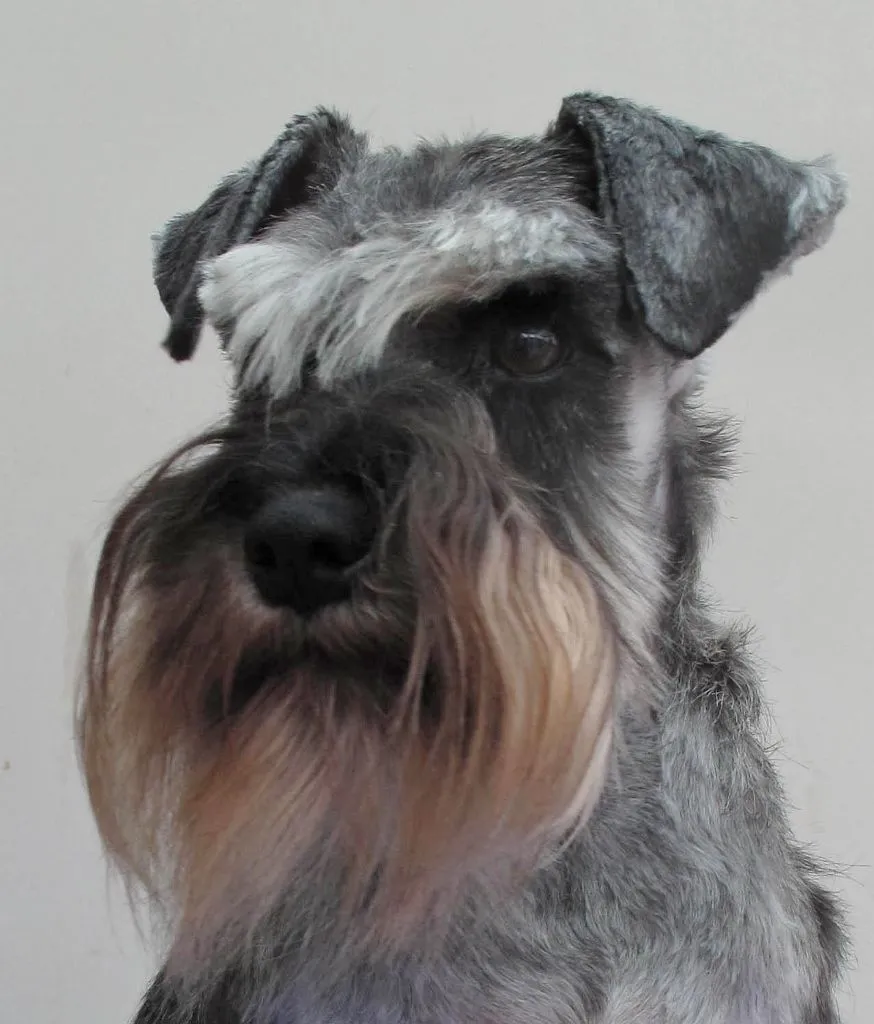 Nice Schnauzer, Standard dog photo and wallpaper. Beautiful Nice ...