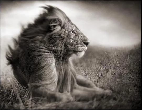 Nick Brandt | Milestimulos