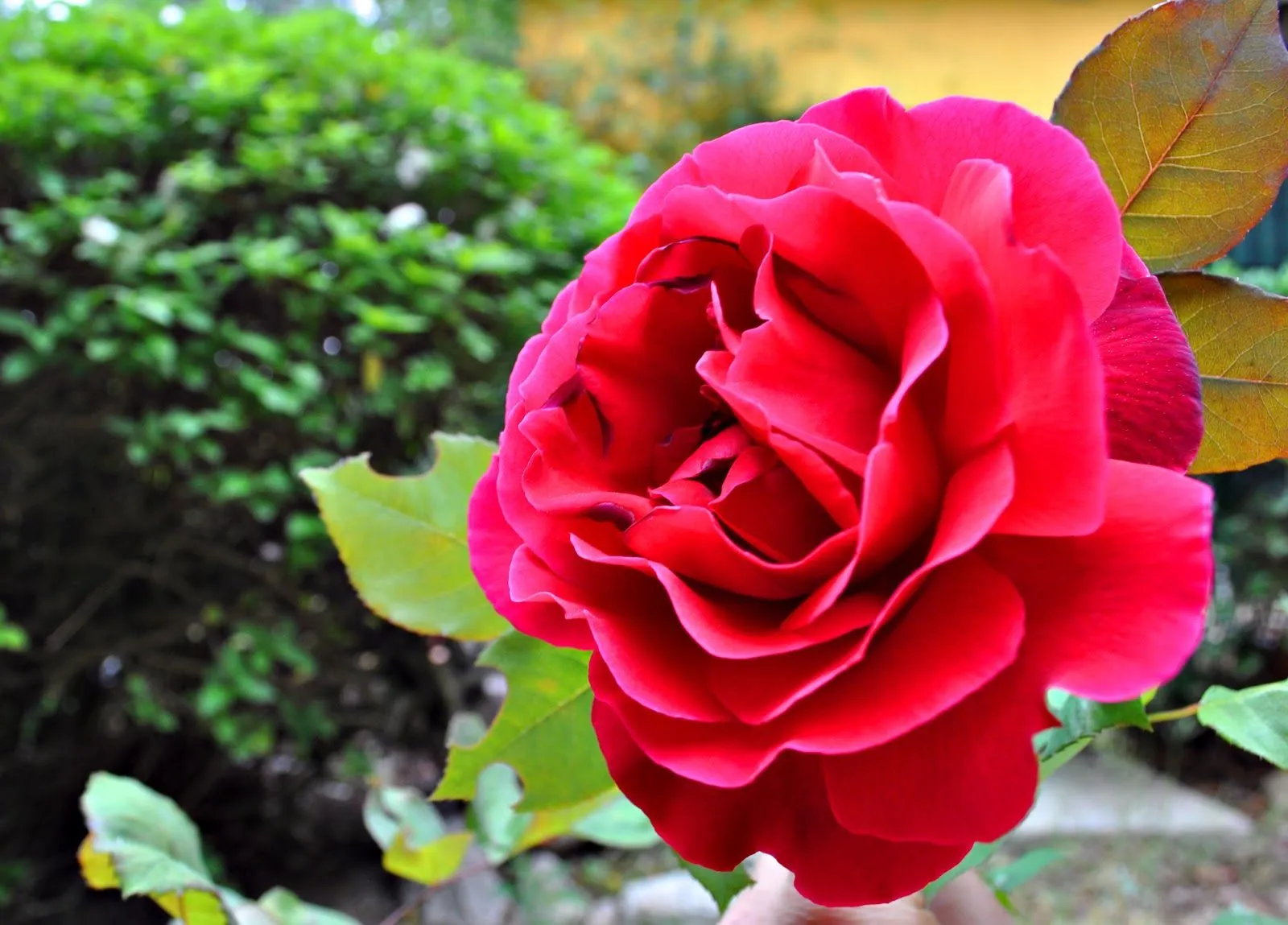 Nico Salas: Rosas en mi jardin