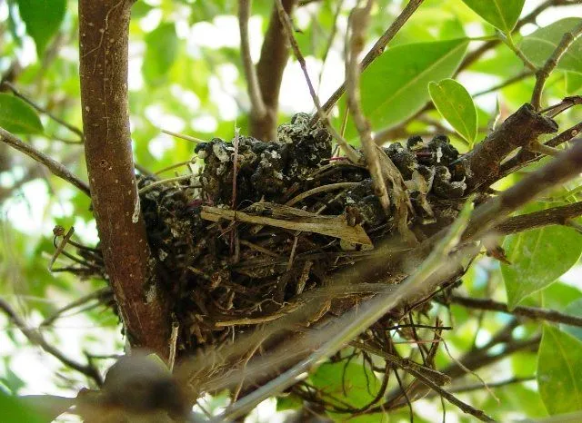 EL NIDO | LA CASA DE ÓSCAR PERDOMO LEÓN