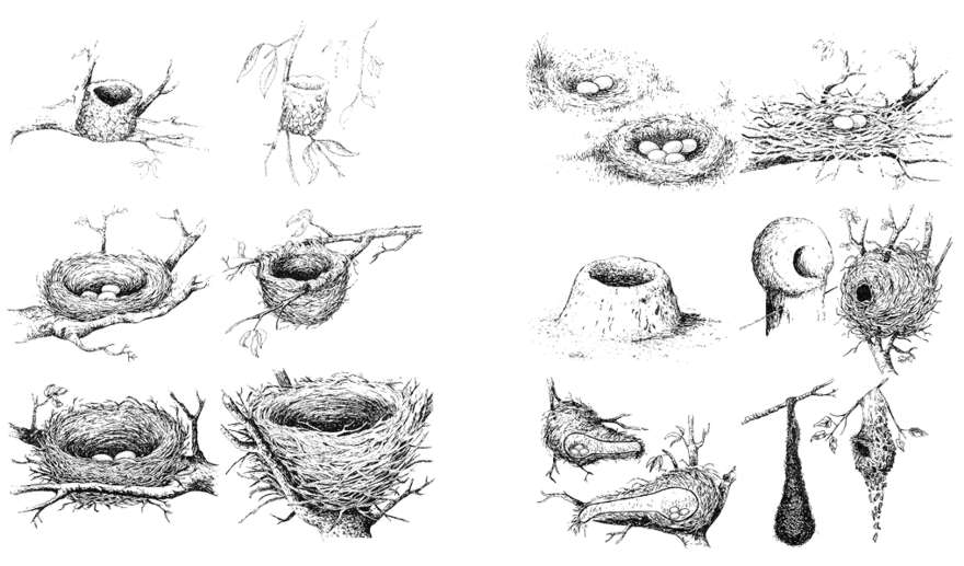 Nidos de Pajaros Huevos Alimentacion Aves Tipos de Forma de Huevos