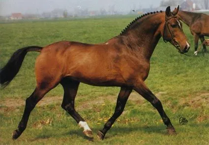NIMMERDOR (KWPN) | Globalcaballos