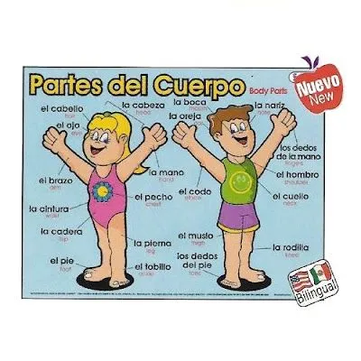 ... nino apredete las partes y identifica las partes del siguiete dibujo ... nino apredete las partes y identifica las partes del siguiete dibujo