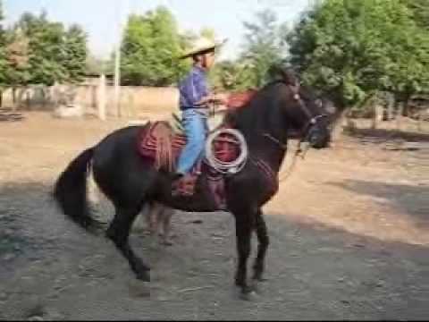 Niño Bailando Caballo - YouTube