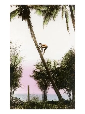 Niño escalando palmeras de cocos, Hawai Póster en AllPosters. Niño escalando palmeras de cocos, Hawai Póster en AllPosters.