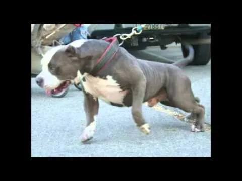 Niño murió tras feroz ataque del perro pitbull de sus tíos - YouTube Niño murió tras feroz ataque del perro pitbull de sus tíos - YouTube