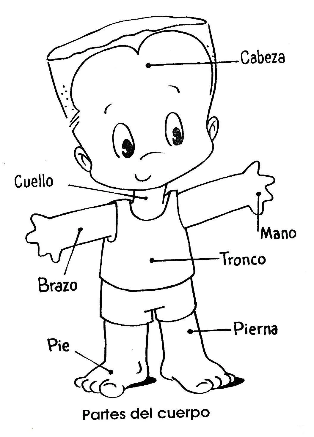 Niño con partes del cuerpo para colorear