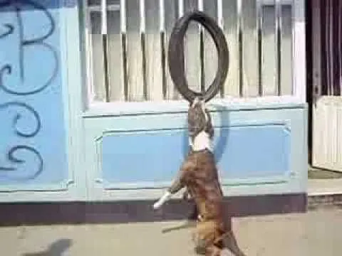 Niño Pitbull barcino - YouTube