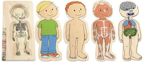 NO SIN MIS NIÑOS: COMENZAMOS PROYECTO: MI CUERPO POR DENTRO NO SIN MIS NIÑOS: COMENZAMOS PROYECTO: MI CUERPO POR DENTRO