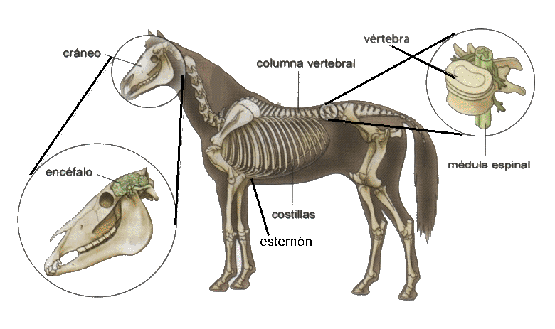 Cosas de niños para la escuela: ANIMALES VERTEBRADOS E INVERTEBRADOS Cosas de niños para la escuela: ANIMALES VERTEBRADOS E INVERTEBRADOS