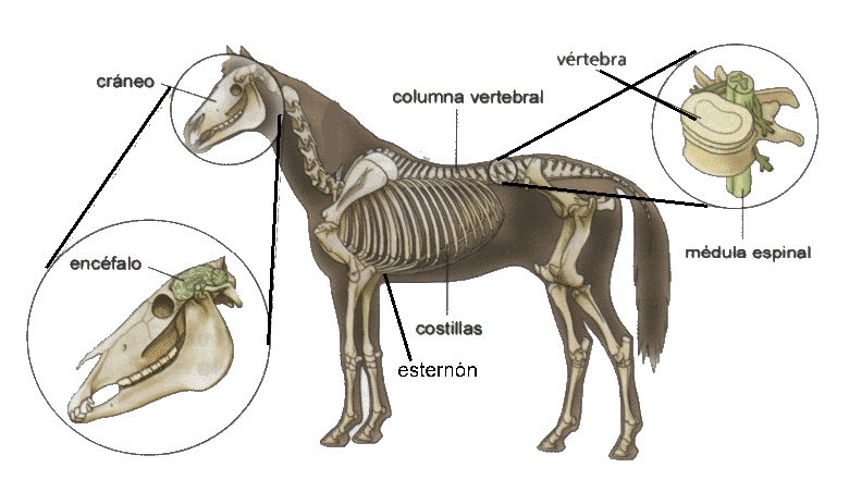 Cosas de niños para la escuela: ANIMALES VERTEBRADOS E INVERTEBRADOS