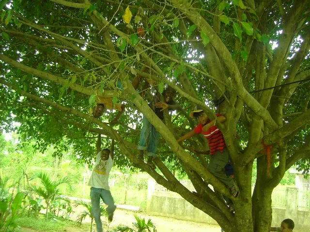 los niños jugando en un arbol | ---"Con cuerdas humanas los atraje ...