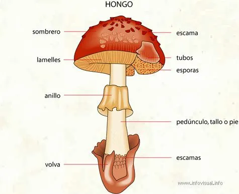 Nitrato de entenderte: Reino Fungi