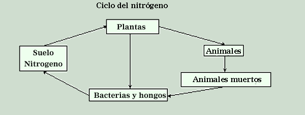 nitrogeno.gif