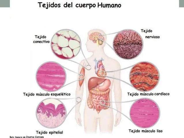 niveles-de-organizacion-de-los ...