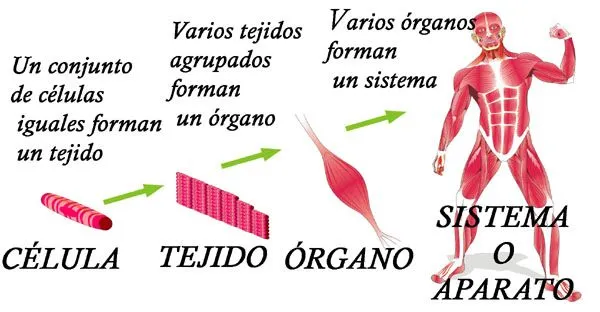 Niveles de organización en el cuerpo humano (célula, tejido ...