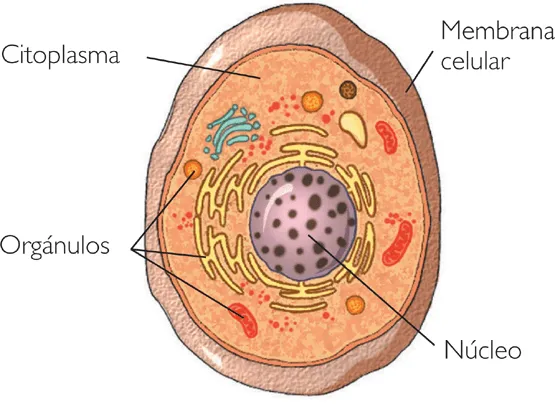 Niveles de organización en el cuerpo humano (célula, tejido ...
