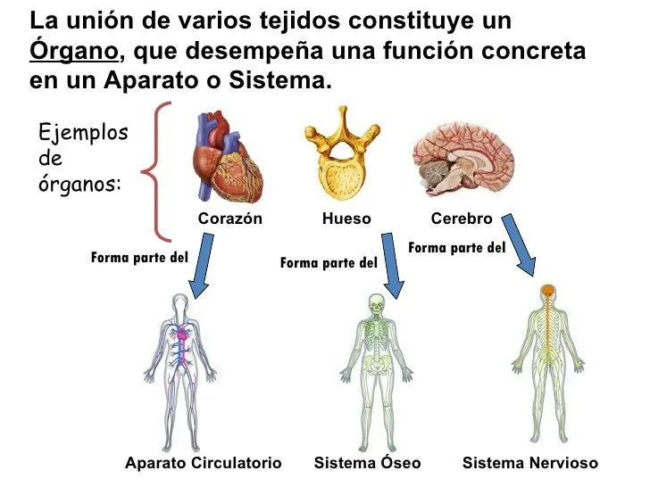 Niveles de organizacion estructural del organismo Niveles de organizacion estructural del organismo