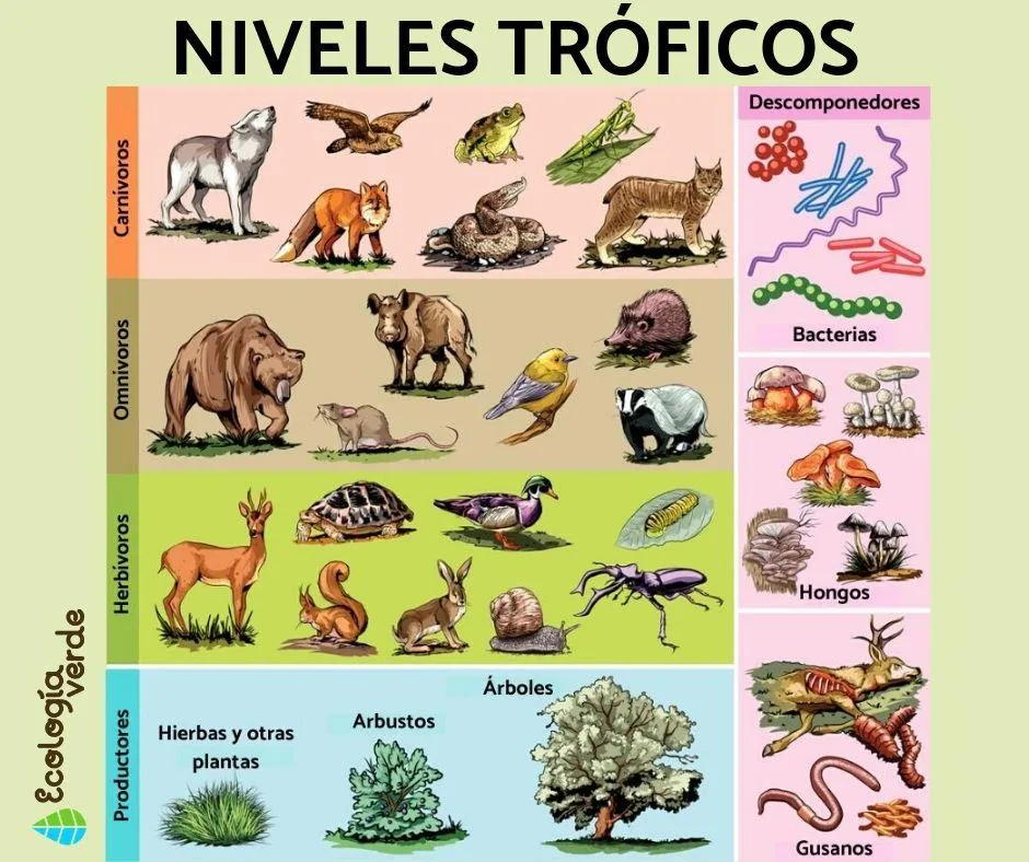 NIVELES TRÓFICOS: qué son, cuáles son y ejemplos - Con esquemas NIVELES TRÓFICOS: qué son, cuáles son y ejemplos - Con esquemas