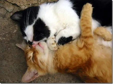 Nεkσ ♥: "EL LARGO VIAJE DE LUNA LA GATA HASTA TOKYO" Nεkσ ♥: "EL LARGO VIAJE DE LUNA LA GATA HASTA TOKYO"
