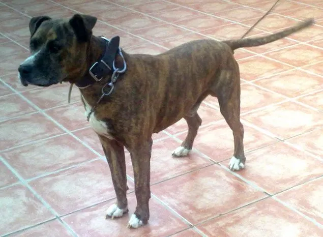 NOBLE GALGO: CRUCE DE PITBULL Y BOXER EN ADOPCIÓN. NOBLE GALGO: CRUCE DE PITBULL Y BOXER EN ADOPCIÓN.