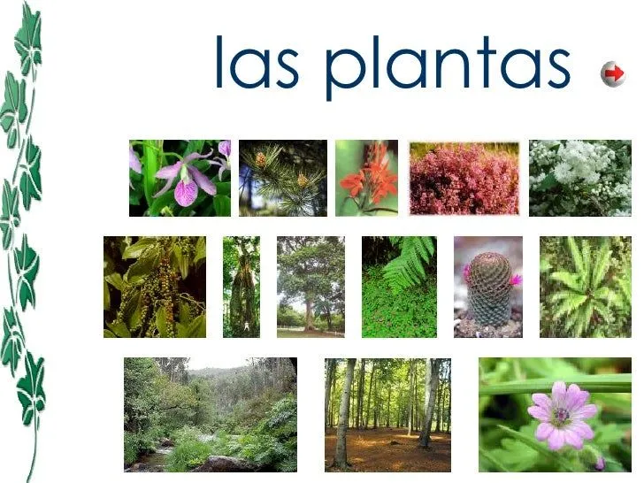 No!bres de las plantas - Imagui
