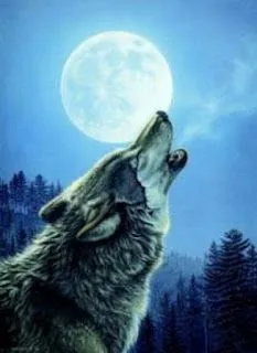 Noche de luna llena: El lobo y la luna