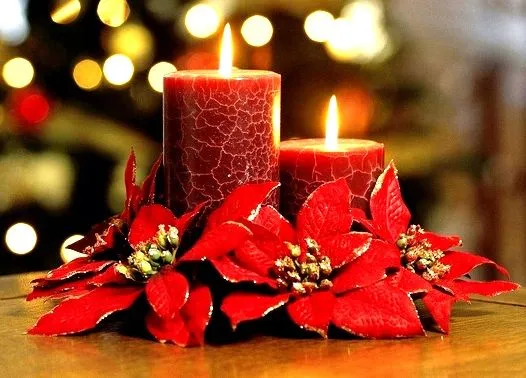 NOCHEBUENA, MÁS QUE UNA FLOR NAVIDEÑA | hidroponia.mx NOCHEBUENA, MÁS QUE UNA FLOR NAVIDEÑA | hidroponia.mx