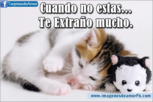 Buenas noches mi amor te extraño gatitos - Imagui