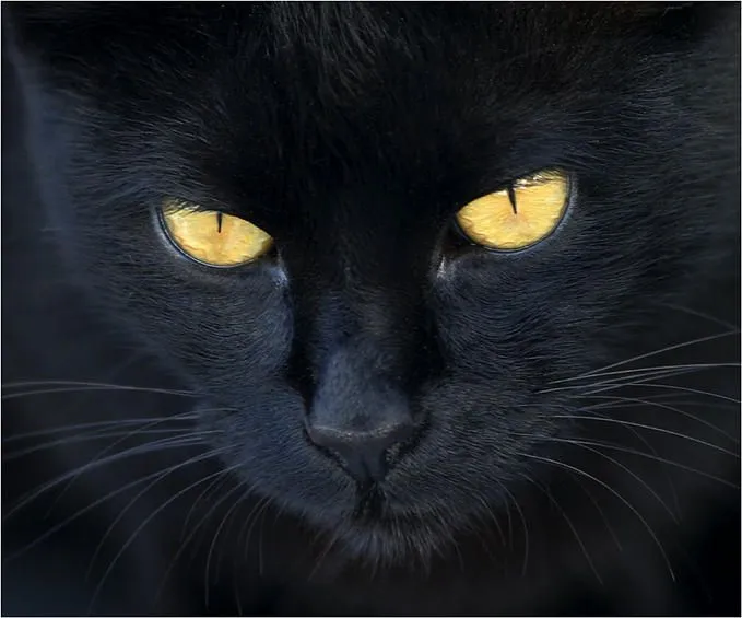 SIETE NOCHES MAGICAS: EL GATO NEGRO...