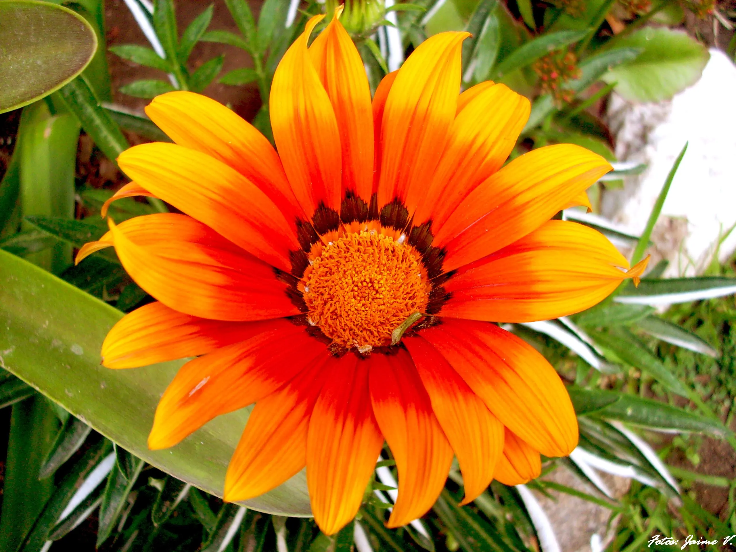 dice Noe que se llama Rayito de Sol" | Flickr - Photo Sharing! dice Noe que se llama Rayito de Sol" | Flickr - Photo Sharing!