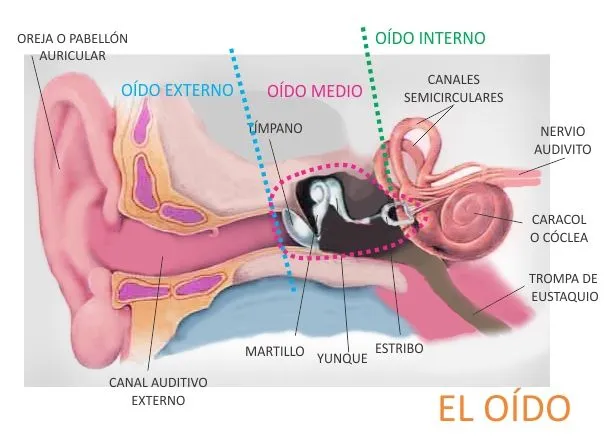 El oido dibujo - Imagui